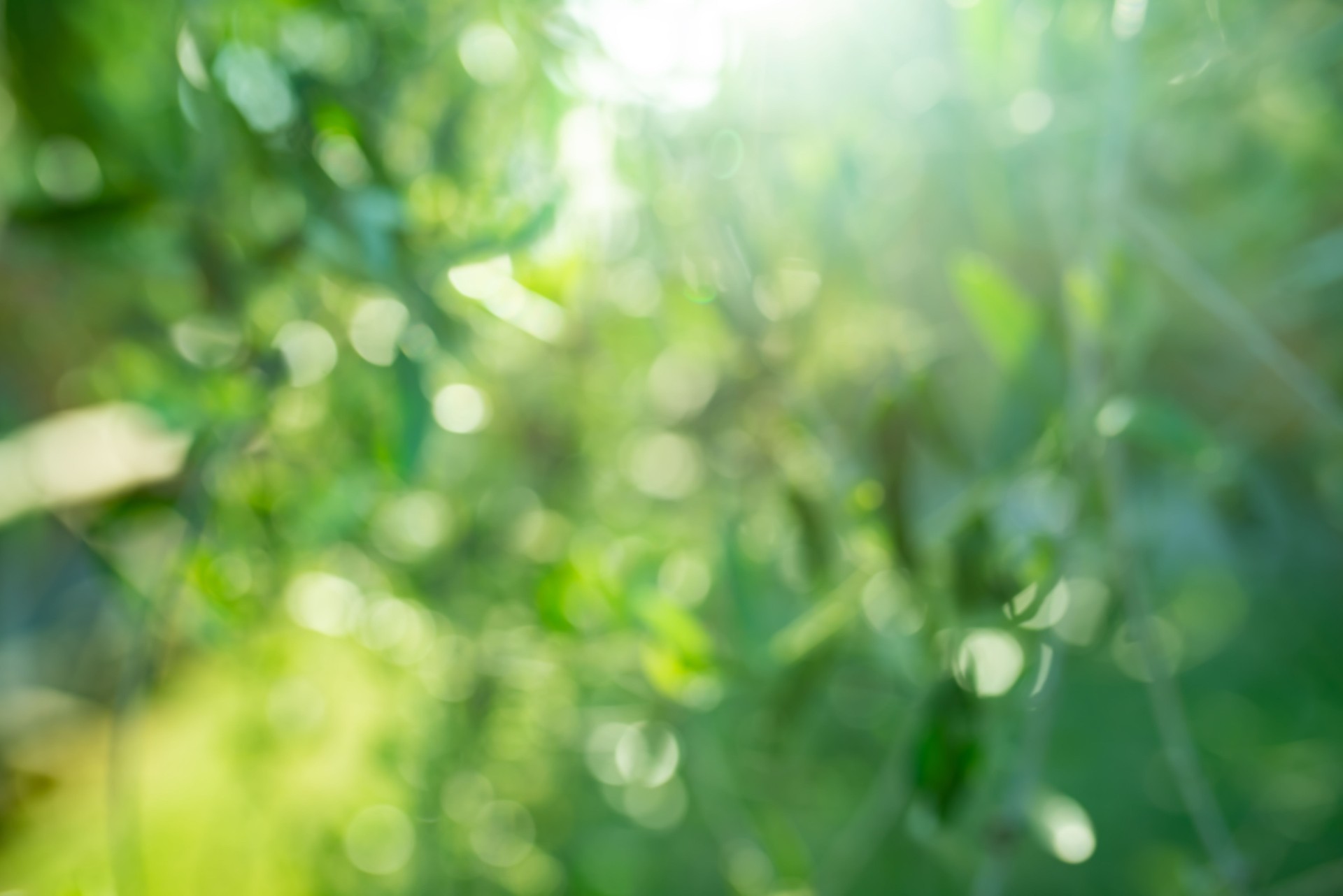 Green blurred nature background