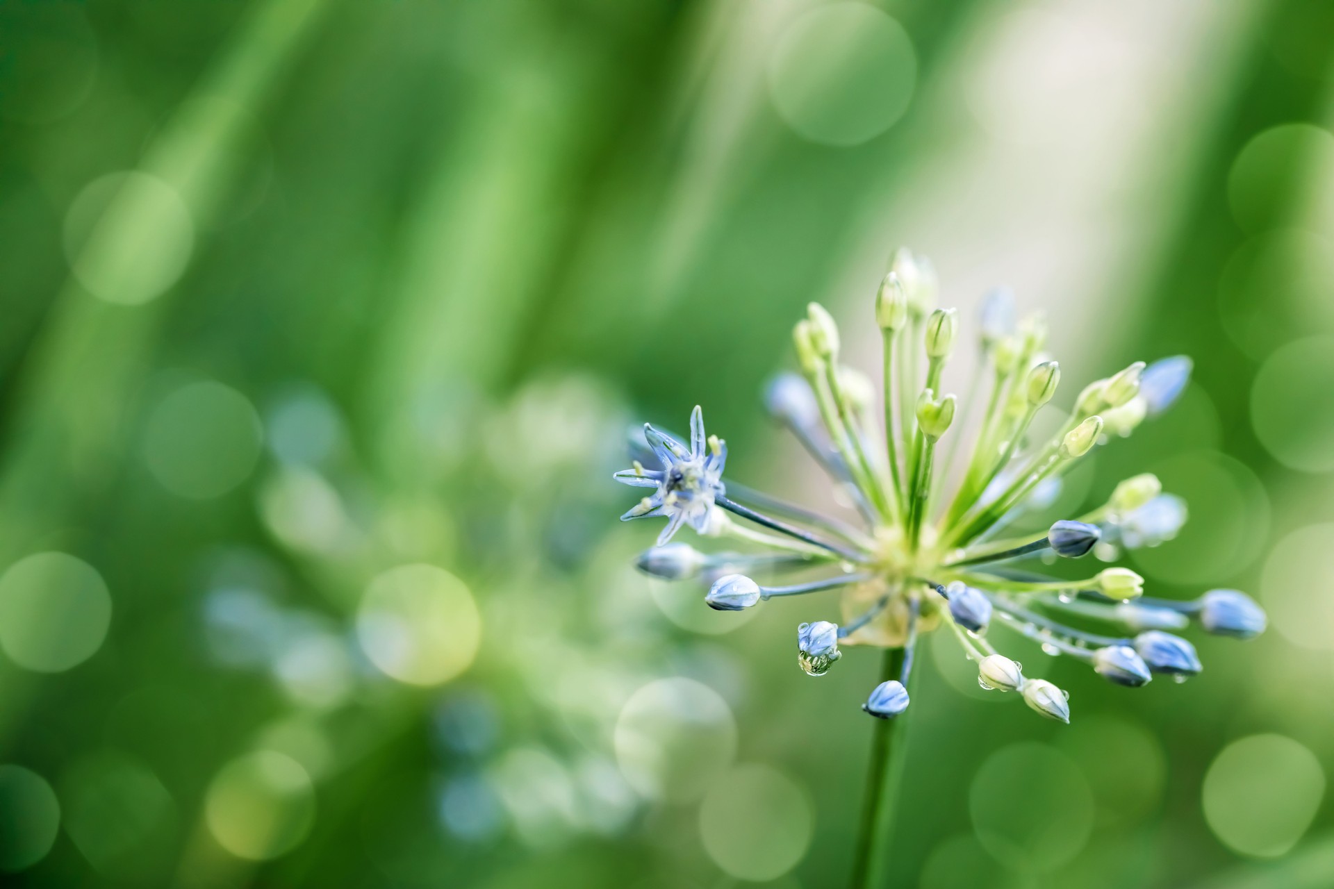 Ornamental Onion Flower with beautiful bokeh